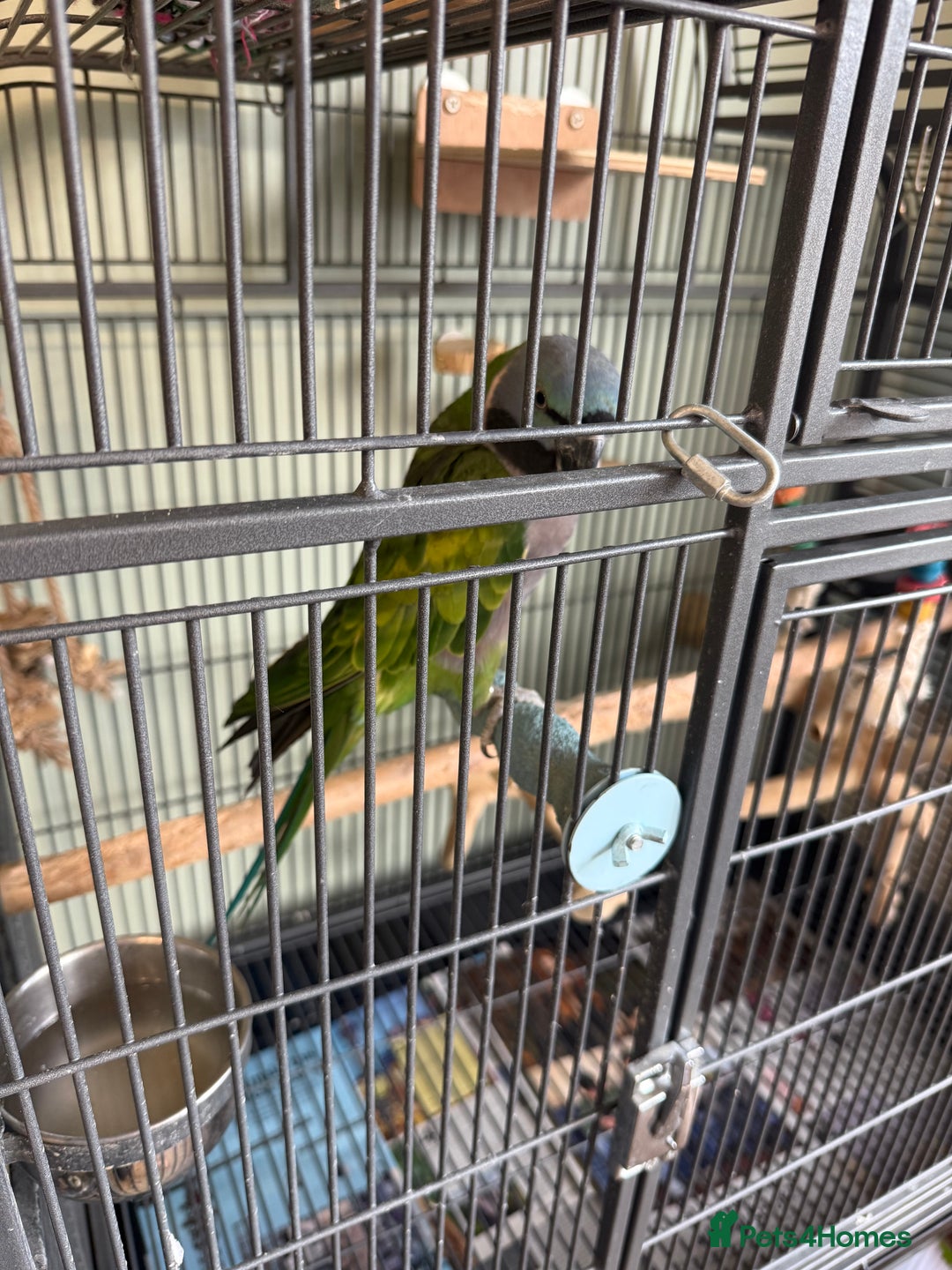 Parakeets birds for sale: Derbyan parrot with cage  - Image 1