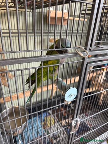 Parakeets birds - Advert 10