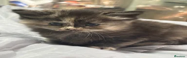 Maine Coon 5