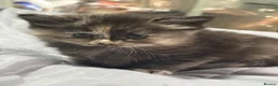 Maine Coon cats for sale: 6 beautiful half maincoons - Advert 9