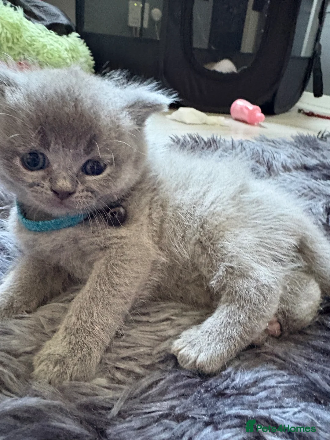British Shorthair cats for sale: British shorthair / Russian blue  - Advert 2