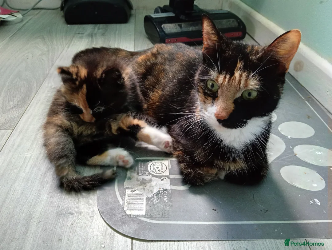 Domestic Shorthair cats for sale: Stunning litter of 4 - Advert 1