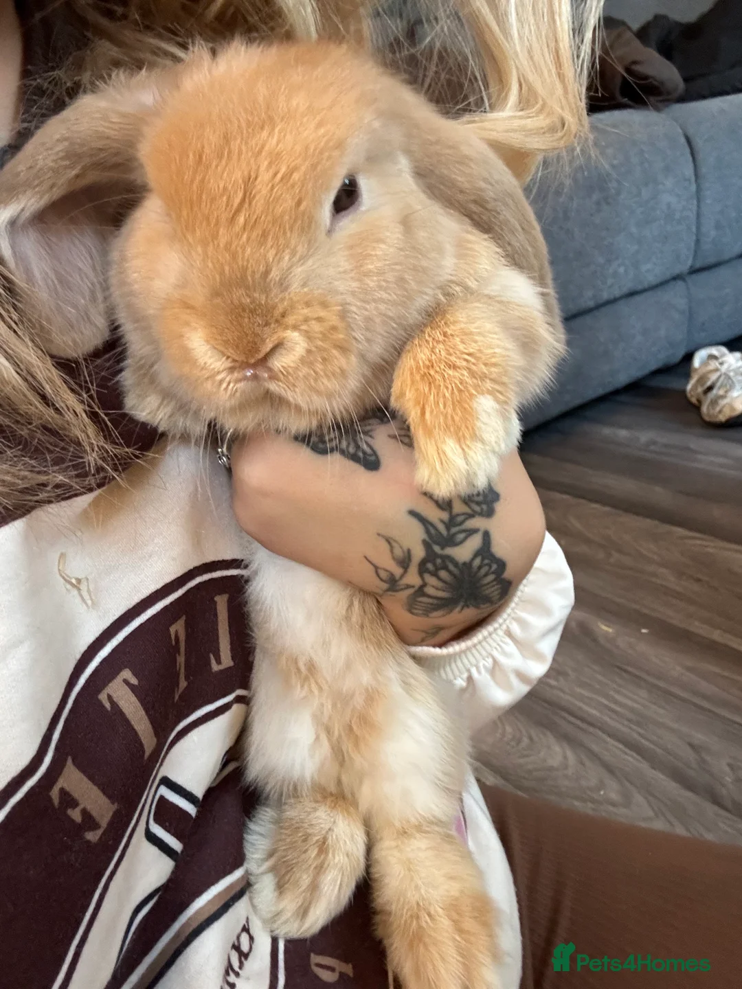 English Lop rabbits for sale: Female lop rabbit - Advert 4