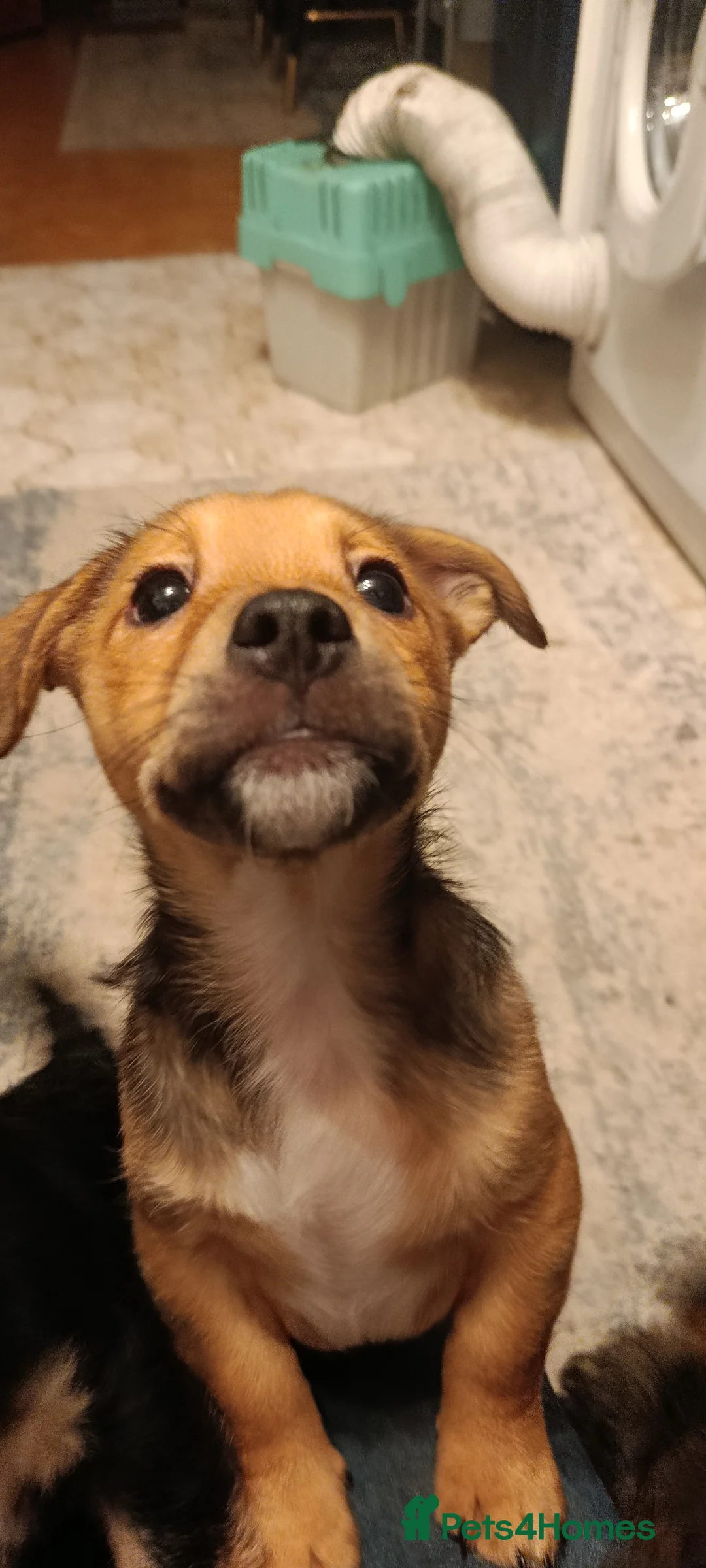 Mixed Breed dogs for sale: Healthy, Happy Puppies Available - Advert 12