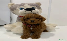 Toy Poodle dogs for sale: Plenty of care - toy poodle - Image 4