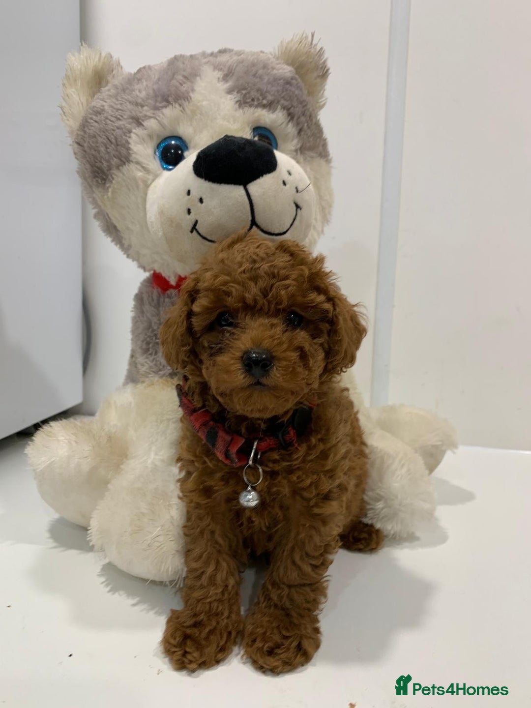 Toy Poodle dogs for sale: Plenty of care - toy poodle - Image 4
