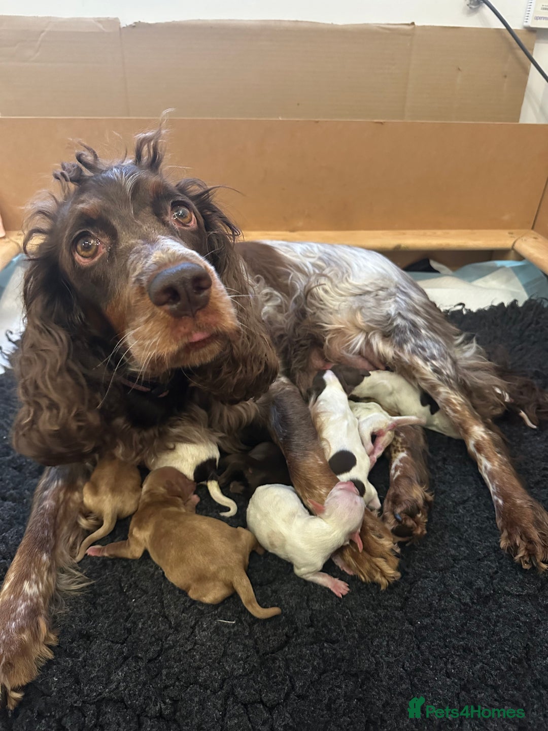 Cockapoo dogs for sale: F1 Cockapoo Puppies - Rainbow litter  - Image 1