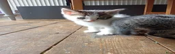 Mixed Breed cats for sale: Kittens Mixed breed (father 1/4 Bengal) - Advert 7