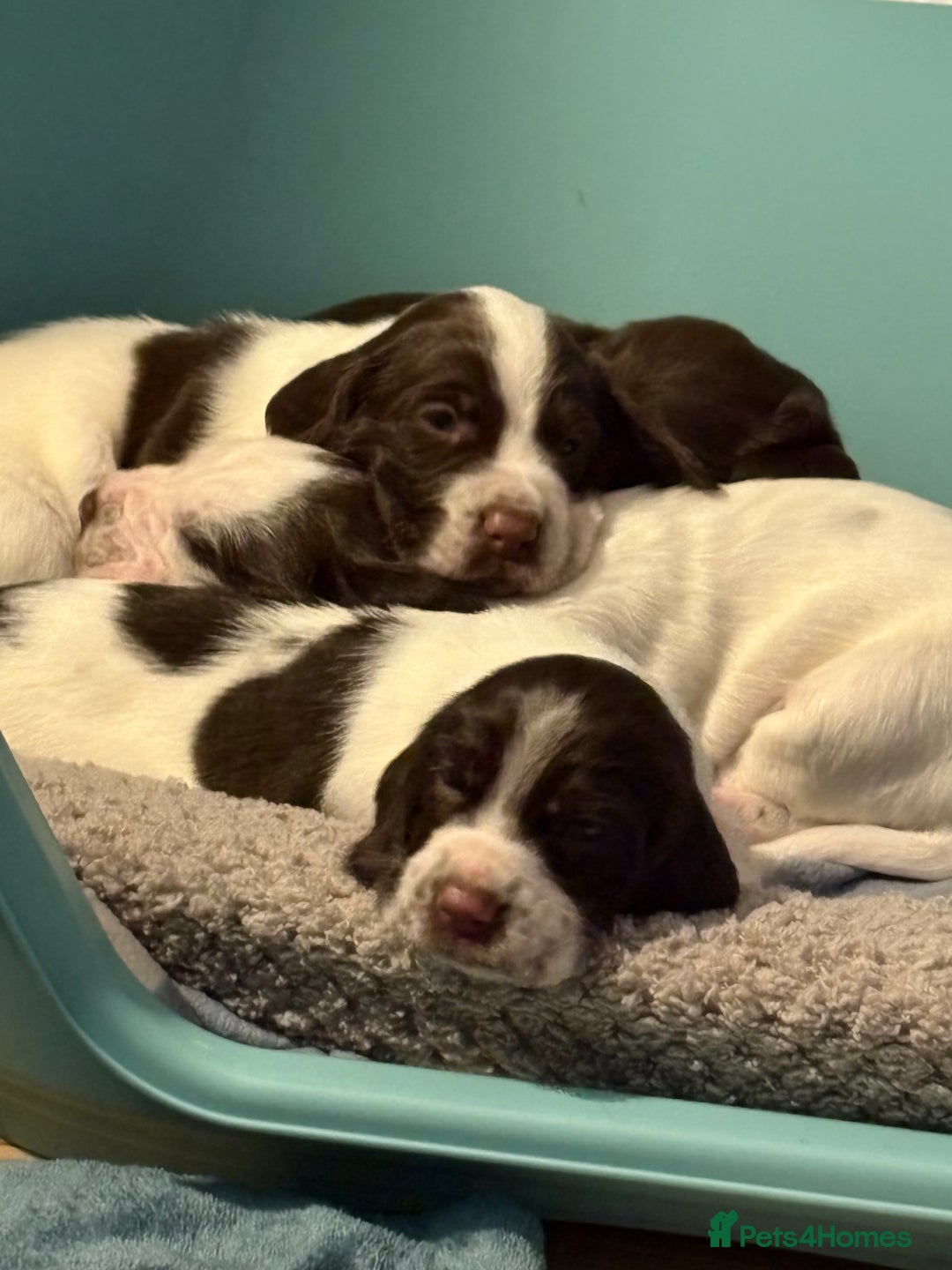 Mixed Breed dogs for sale: Sprockers cross  - Image 1