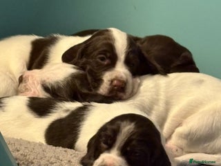 Mixed Breed dogs for sale - Advert 1