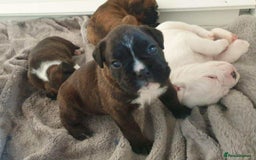 Boxer dogs for sale: Quality Well Bred Boxer Babies - Image 1