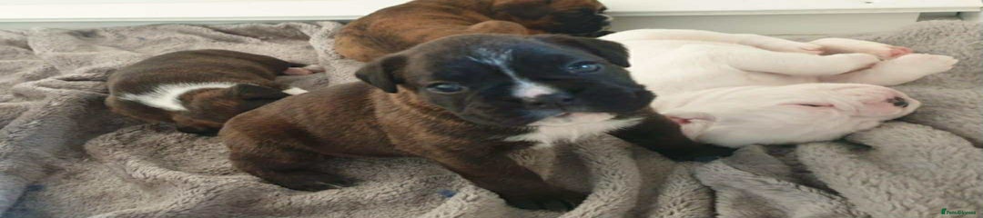 Boxer Puppy 3