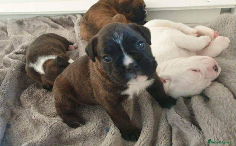 Boxer dogs - Advert 12