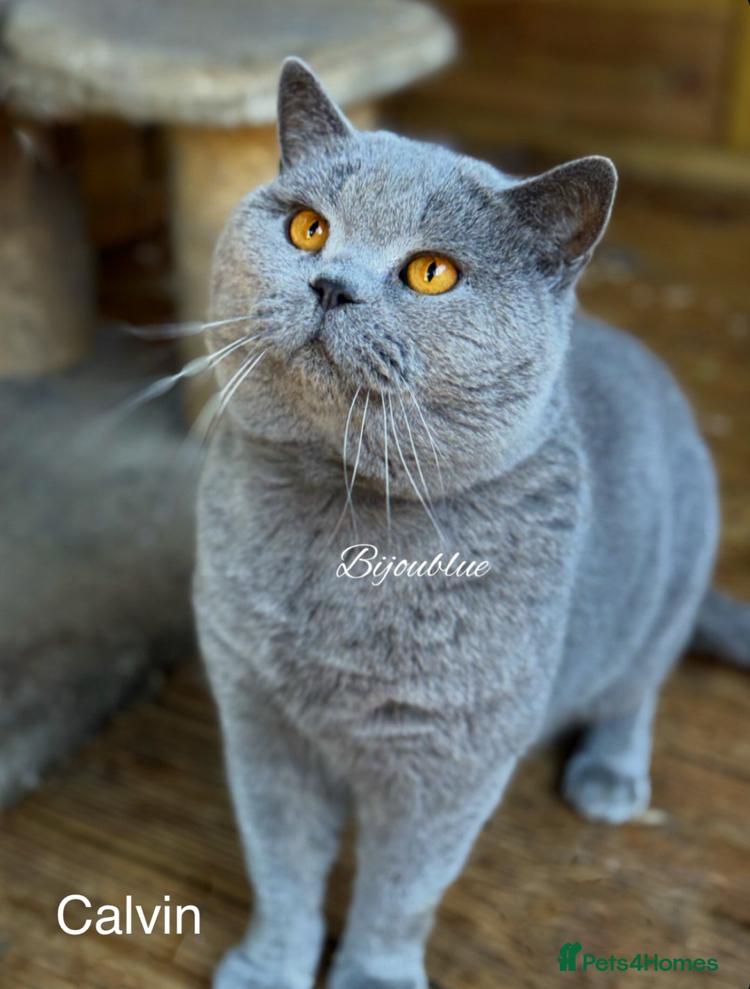 British Shorthair cats for stud: ⭐️ Two Imported Powerhouse Studs ⭐️ in London - Advert 2