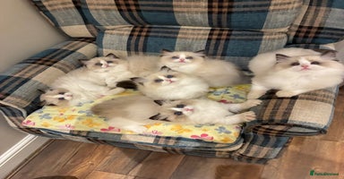Ragdoll cats Gorgeous Ragdoll Kittens - Royal Raggies - Advert 2