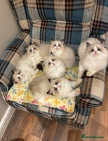 Ragdoll cats Gorgeous Ragdoll Kittens - Royal Raggies - Advert 2