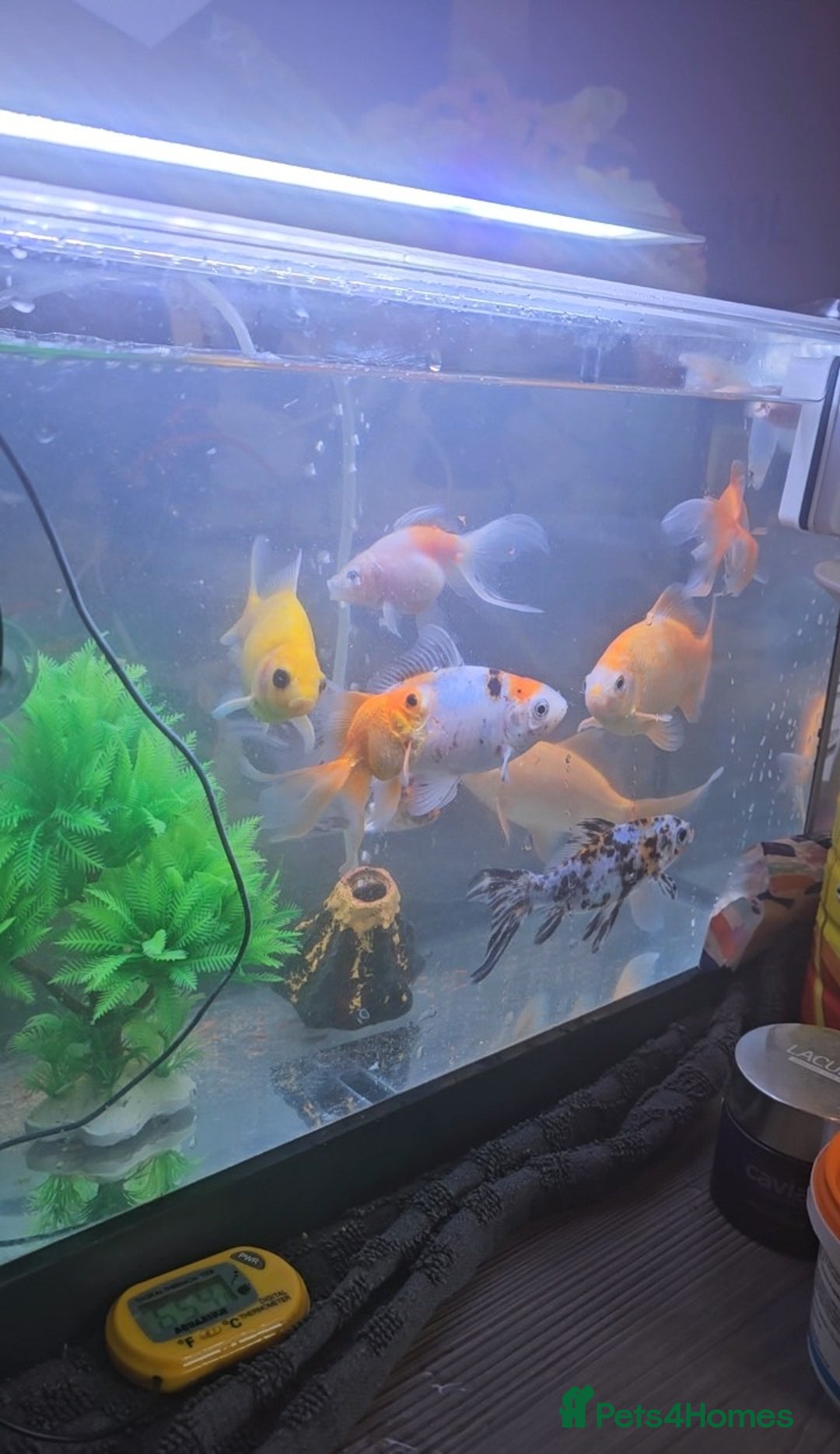 Goldfish fish for sale: Goldfish - Advert 4