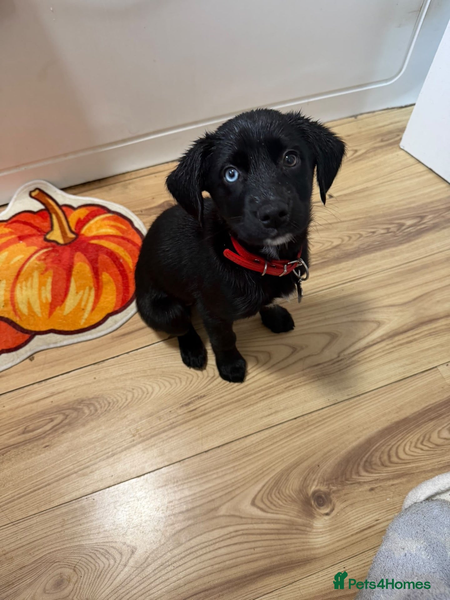Mixed Breed dogs Puppy husky x English springer spaniel  - Advert 1