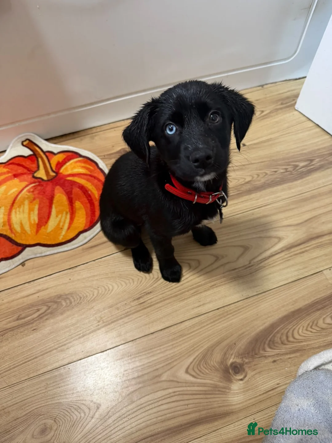 Mixed Breed dogs for sale: Puppy husky x English springer spaniel  - Advert 1