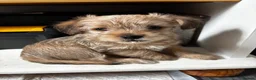 Yorkiepoo dogs for sale: Yorkipoo - Advert 14