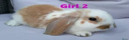 Mini Lop rabbits for sale: Cute French x Mini Lop Looking for Loving Homes! - Advert 20