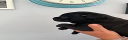 Staffordshire Bull Terrier dogs for sale: Kc reg Quality traditional sbt puppies - Advert 8