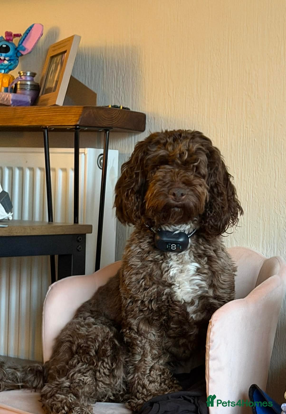 Cockapoo dogs Beautiful cockapoos - Advert 3