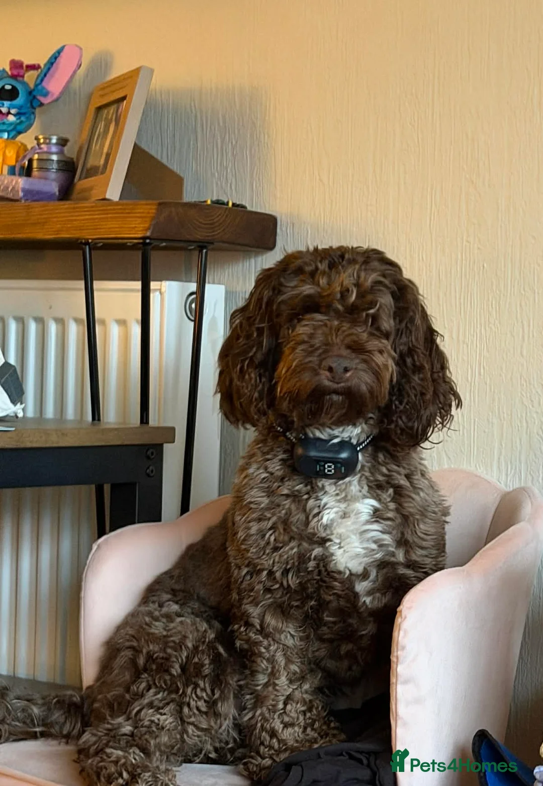 Cockapoo dogs for sale: Beautiful cockapoos - Advert 1