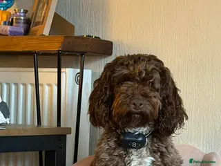 Cockapoo dogs Beautiful cockapoos - Advert 3