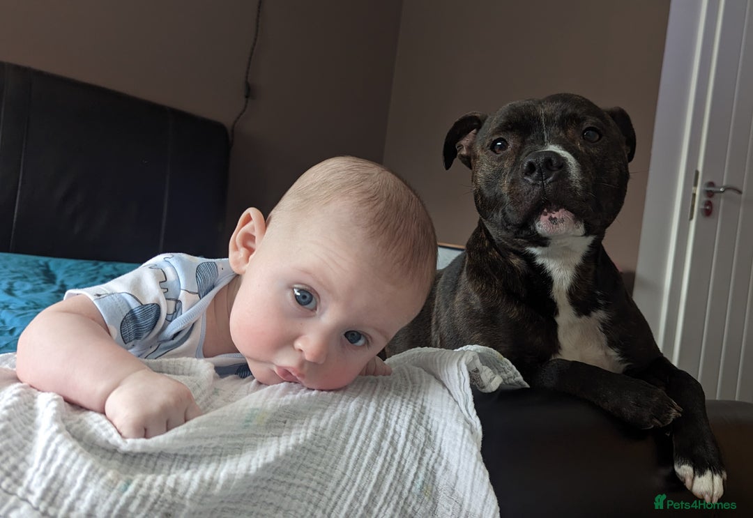 Staffordshire Bull Terrier dogs for sale: Male Staffy micro chipped ready for his new family - Image 16