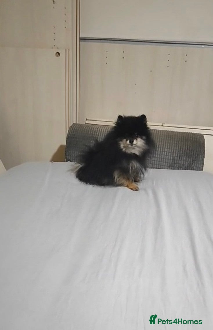 Pomeranian dogs Very, very sexsy mini Pomeranian 🧸 boys for stud - Advert 1