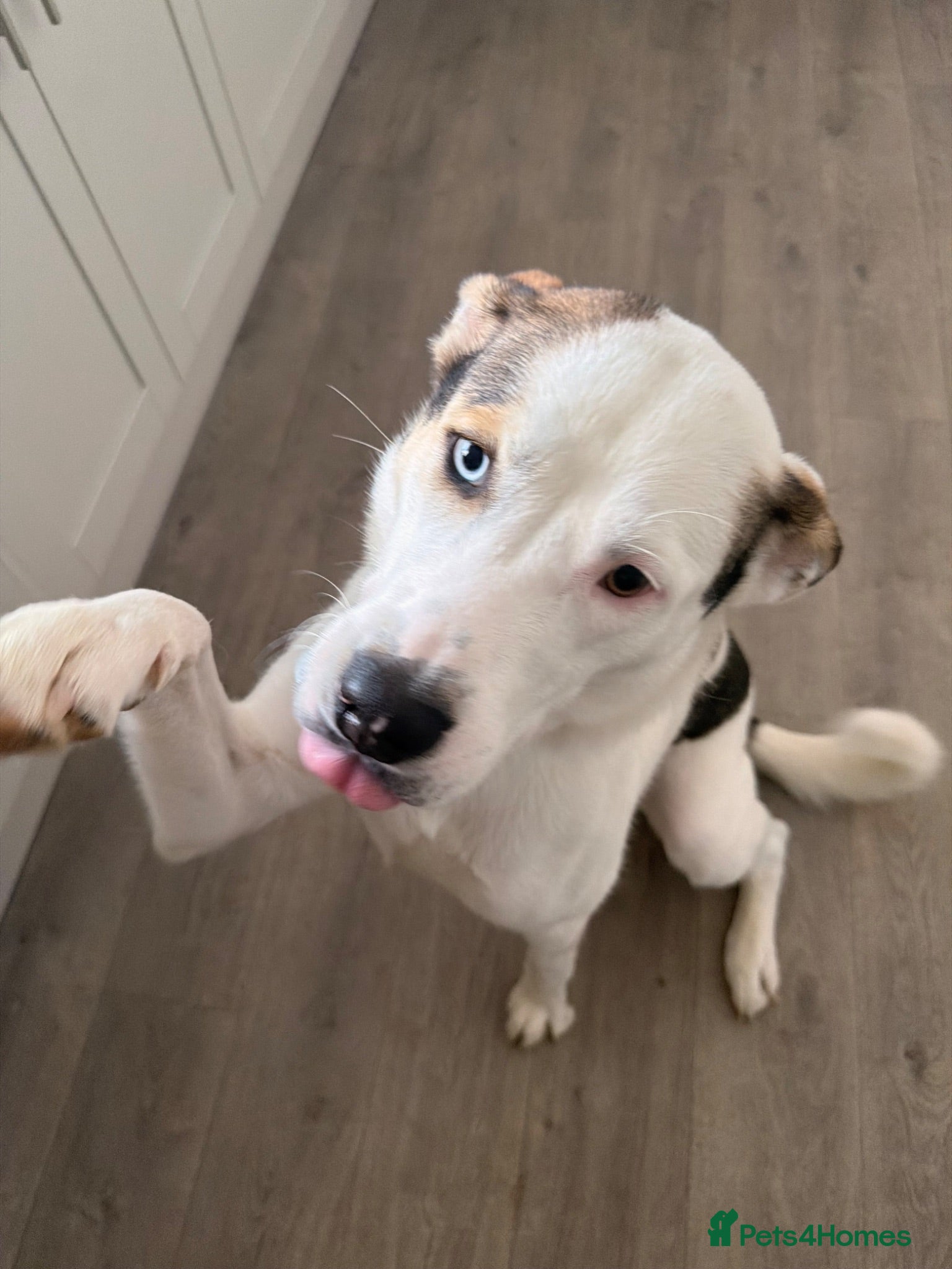 Mixed Breed dogs Toffee - Advert 7