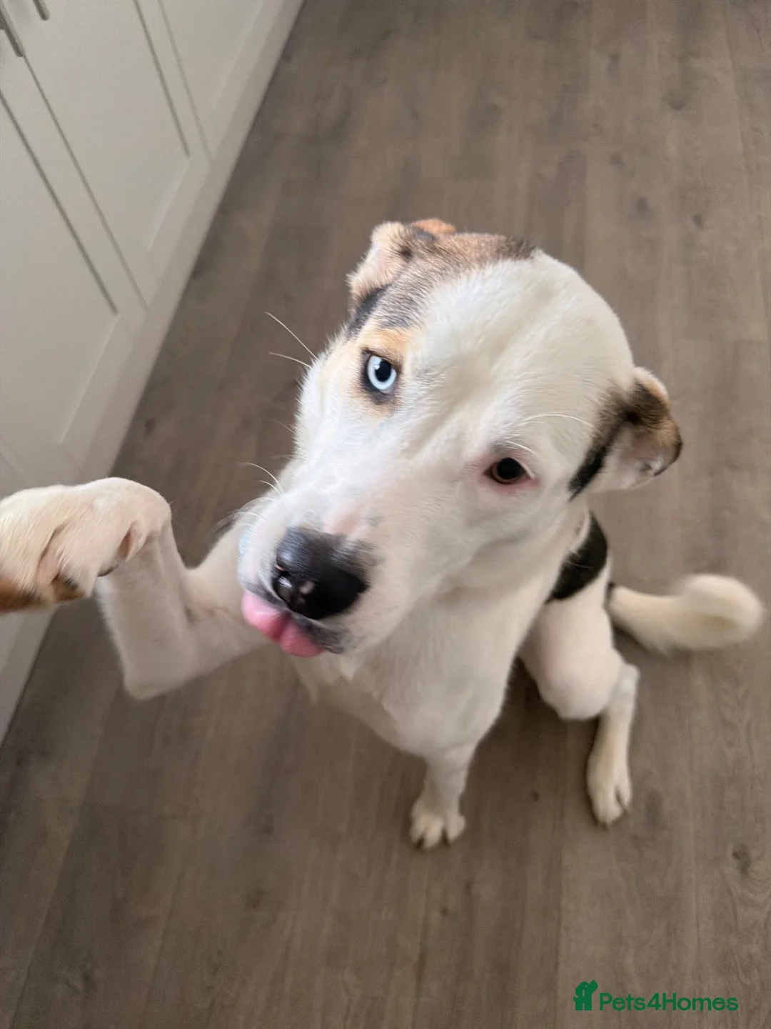 Mixed Breed dogs for sale: Toffee in Stamford - Advert 1
