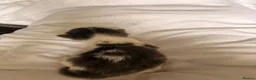 Mixed Breed cats for sale: 🐱7 beautiful kittens for sale! - Advert 13