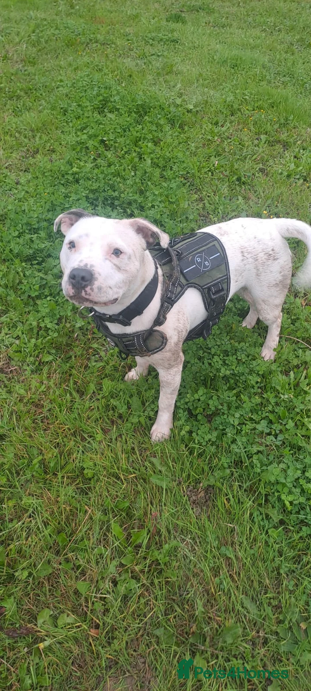 Staffordshire Bull Terrier dogs for stud: For studding  - Advert 3