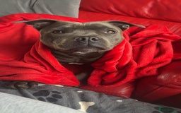 Staffordshire Bull Terrier dogs for sale: Kc Blue staffordshire bull terrier puppies - Image 19