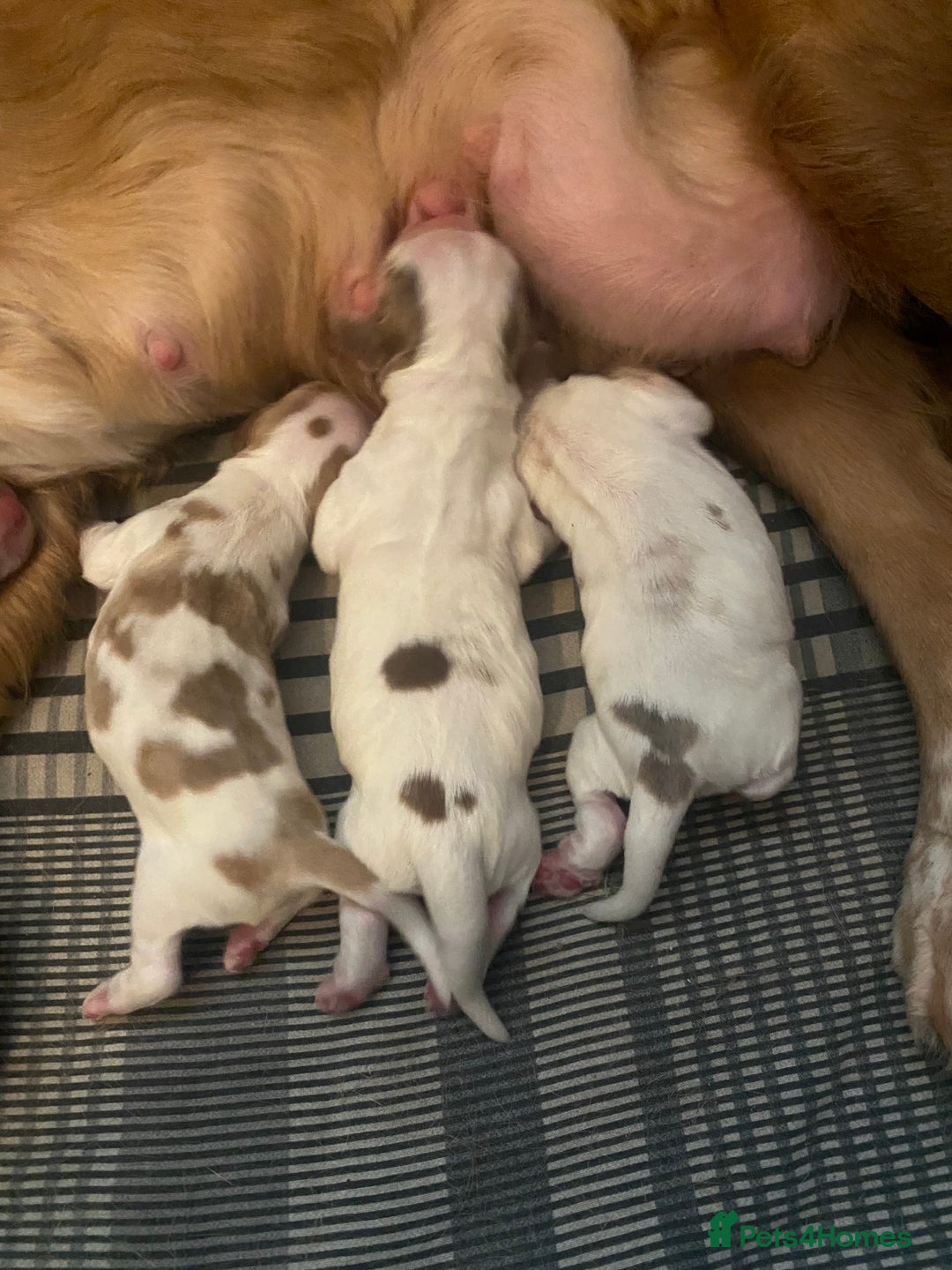 Cocker Spaniel dogs for sale: ‘Show Type’ Cocker Spaniel Puppies. KC Registered. - Advert 7