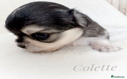 Chihuahua dogs for sale: KC rare husky marking chihuahua puppies Thai lines - Image 8