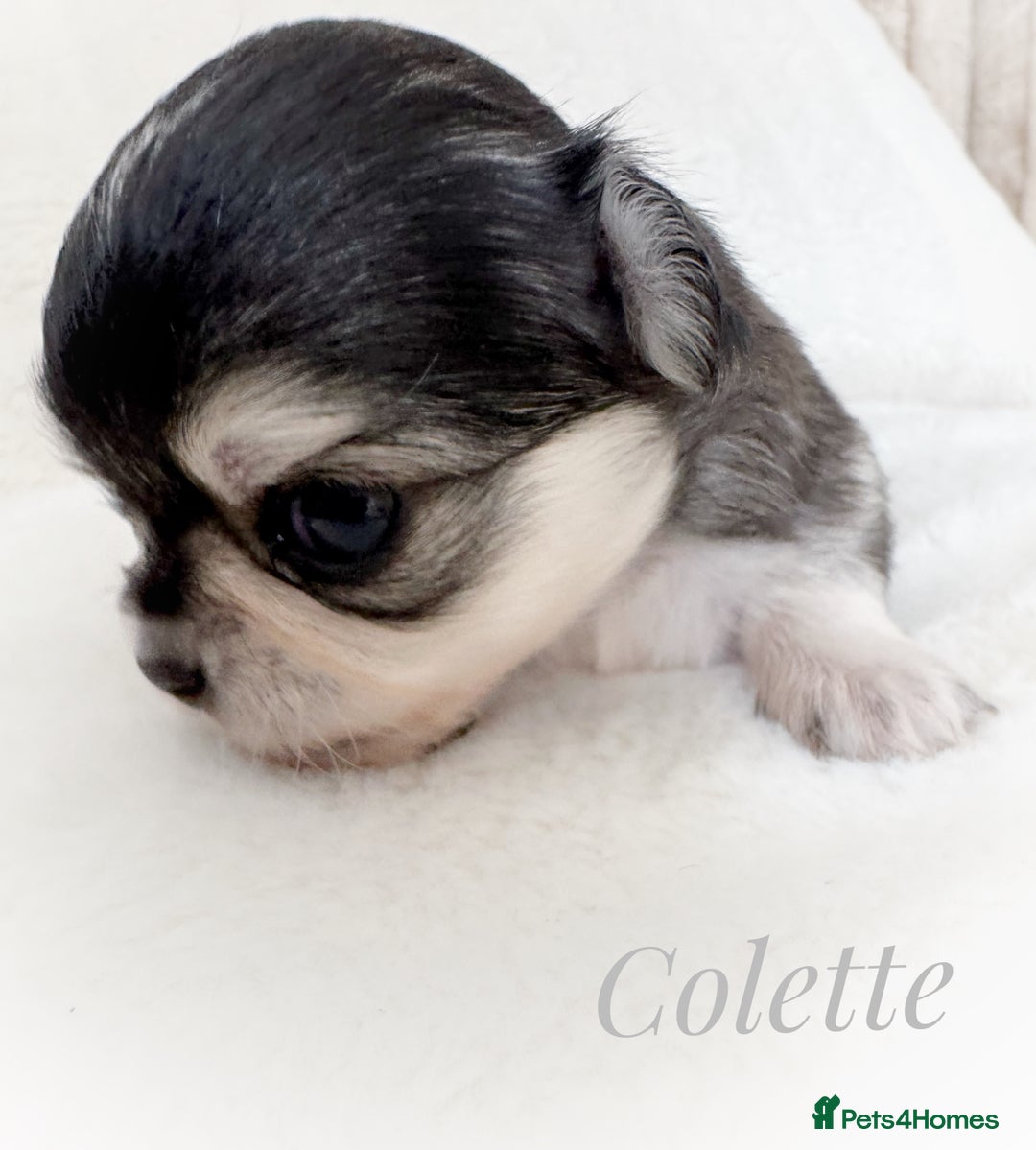 Chihuahua dogs for sale: KC rare husky marking chihuahua puppies Thai lines - Image 8