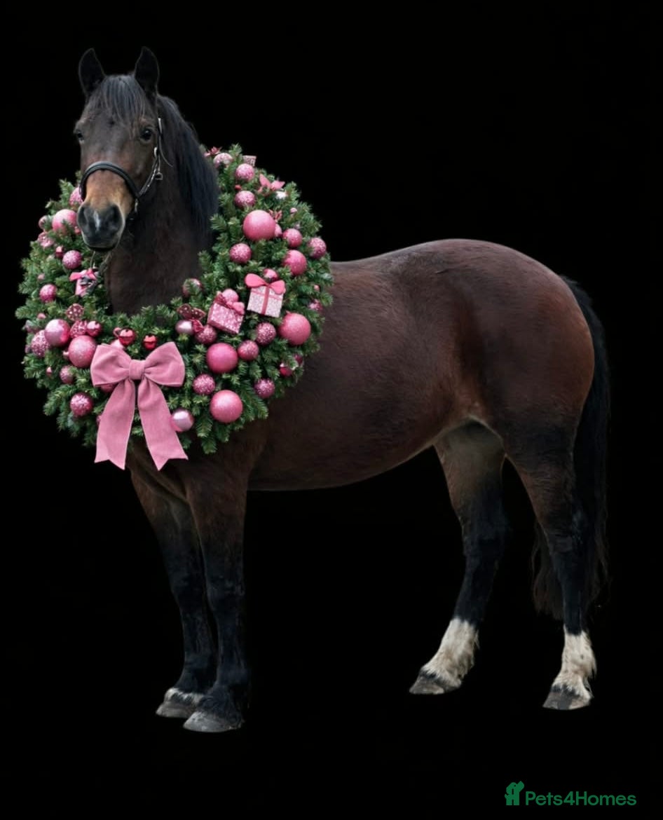 Welsh Section D horses Show Stopping  Welsh D Mare  - Advert 2