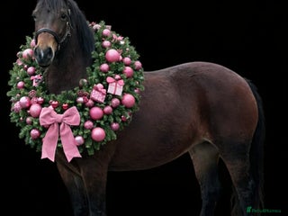 Welsh Section D horses Show Stopping Welsh D Mare - Advert 2