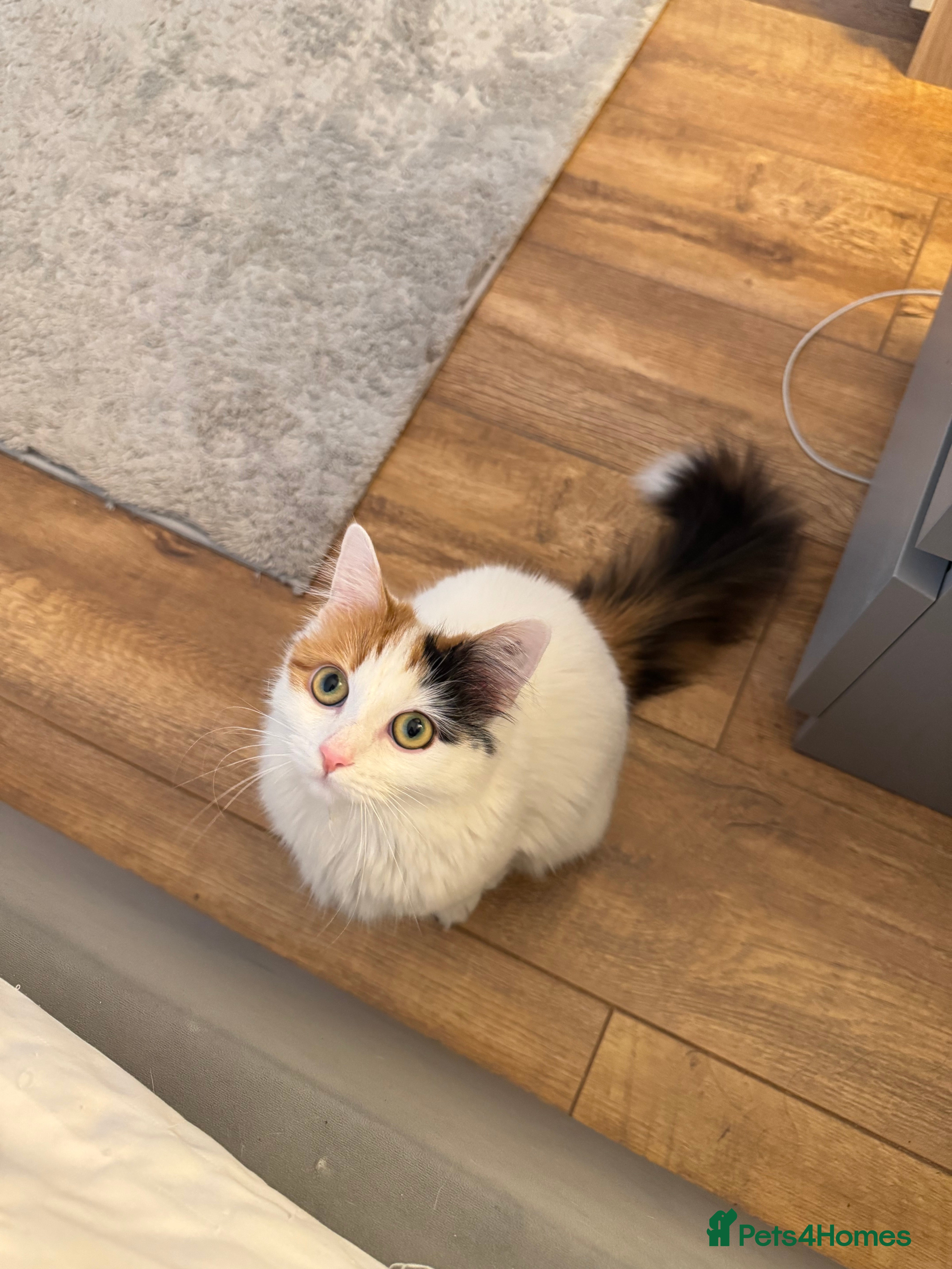 Mixed Breed cats Beautiful Calico Long-Haired Indoor Cat - Advert 2