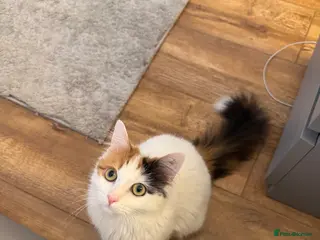 Mixed Breed cats Beautiful Calico Long-Haired Indoor Cat - Advert 7