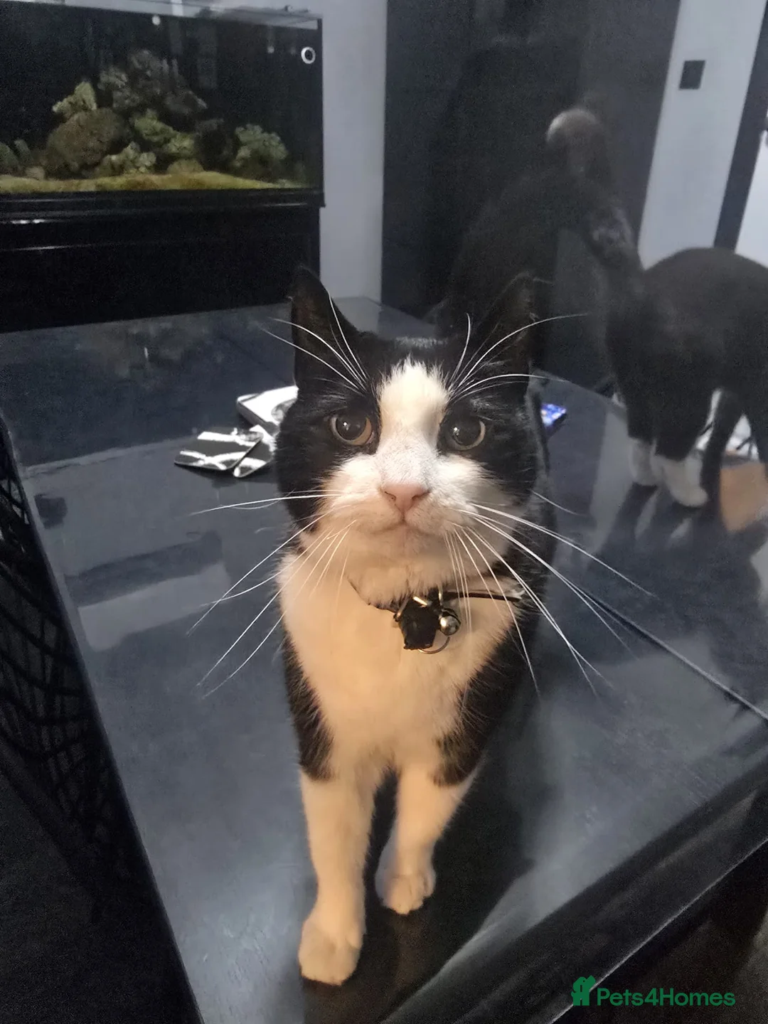 Mixed Breed cats for sale: 4 female cats needed to ve rehomed - Advert 2