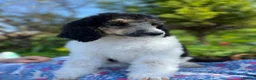 Standard Poodle dogs for sale: Standard poodle Fully vac Ready Now 1BOY LEFT  - Advert 6