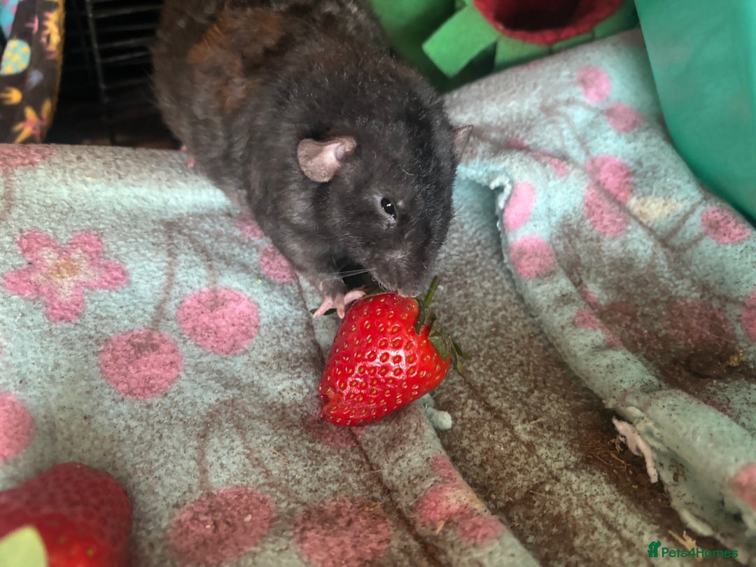 Rat rodents for sale: 3 male rats and massive amount of accessories  - Image 8