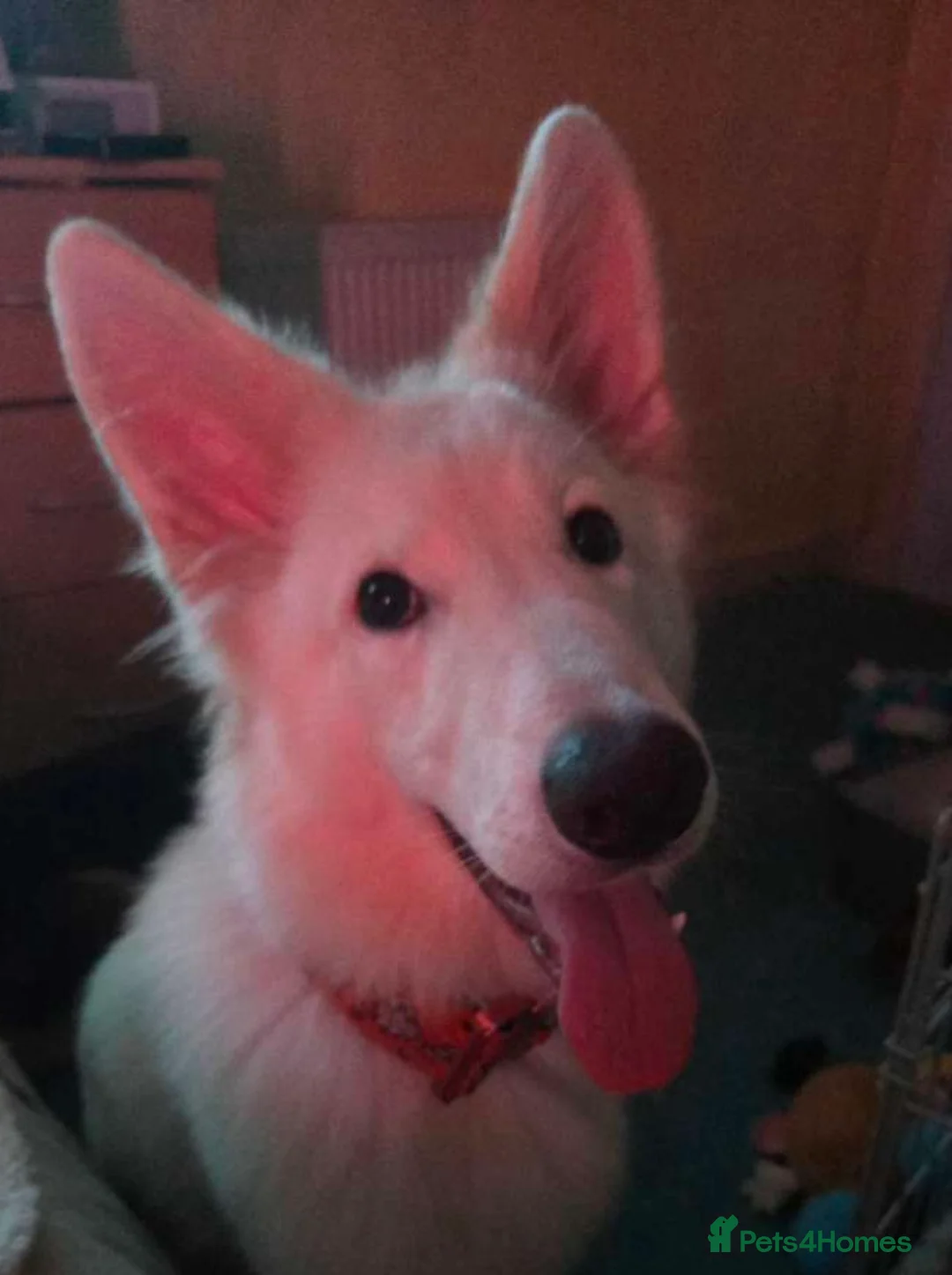 German Shepherd dogs for sale:  7 Month-Old White German Shepherd  in Glasgow - Advert 6