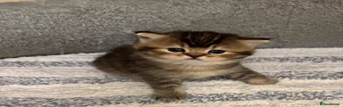 British Shorthair 1