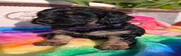 Cavapoo dogs for sale: Stunning Black & tan F1 Toy Cavapoo Puppies  - Advert 20