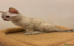 Bengal cats for sale: Snow and Brown boy TICA bengal kittens  - Image 23